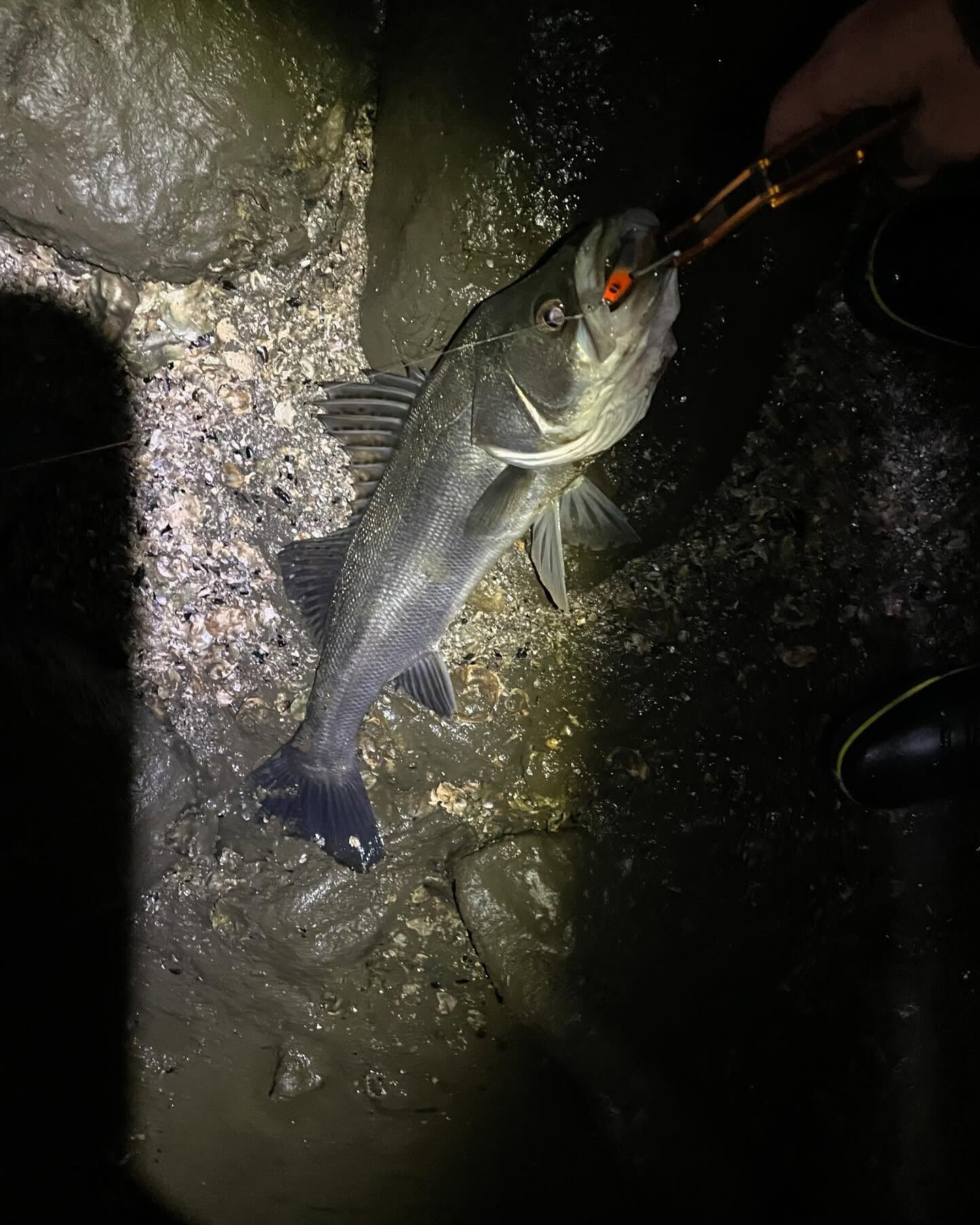 今年初シーバス！🐟✨