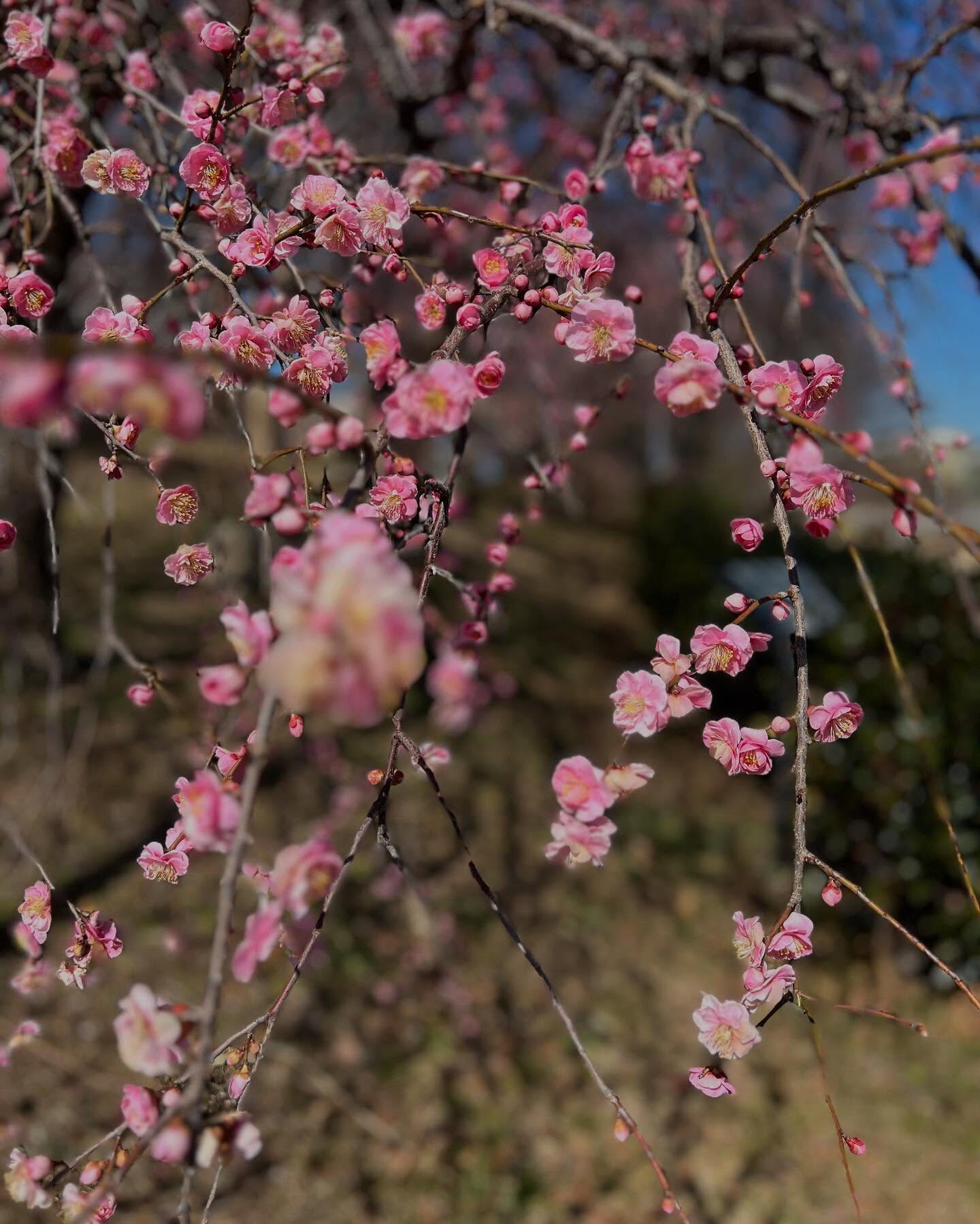 家の近くの梅の花？桜？桜田麩？