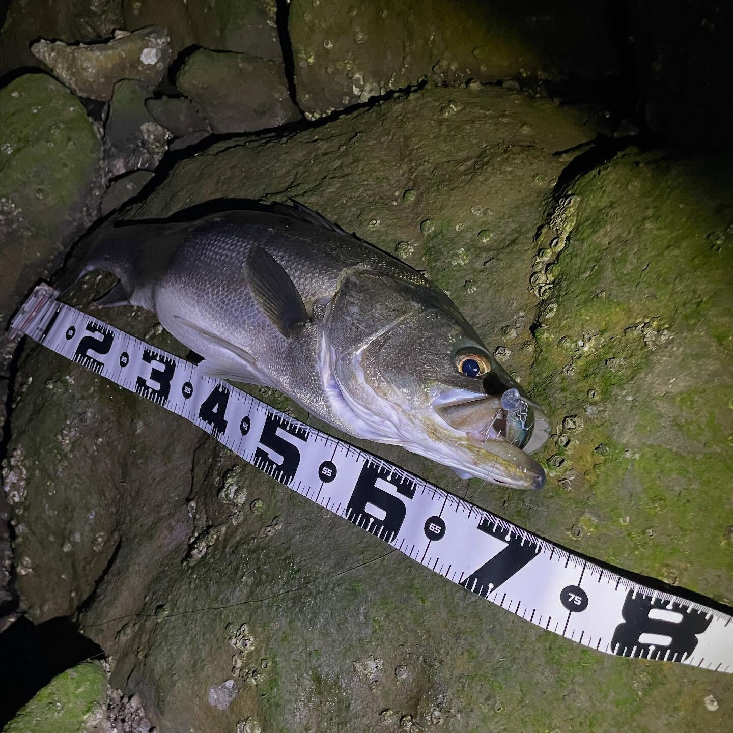 シーバスフィッシング🎣