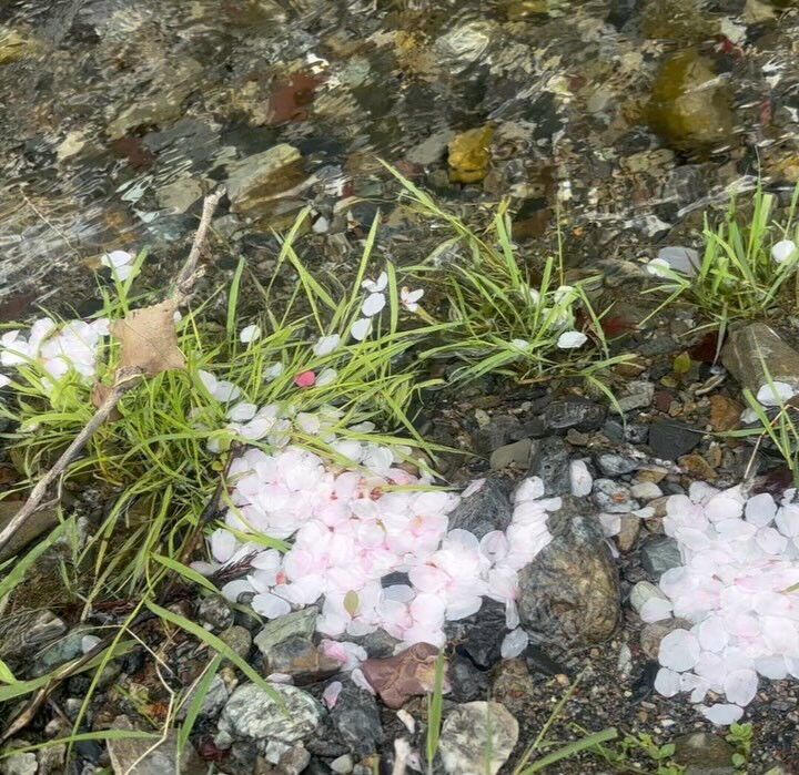 埼玉の飯能市キャンプ川綺麗で最高でした🌸