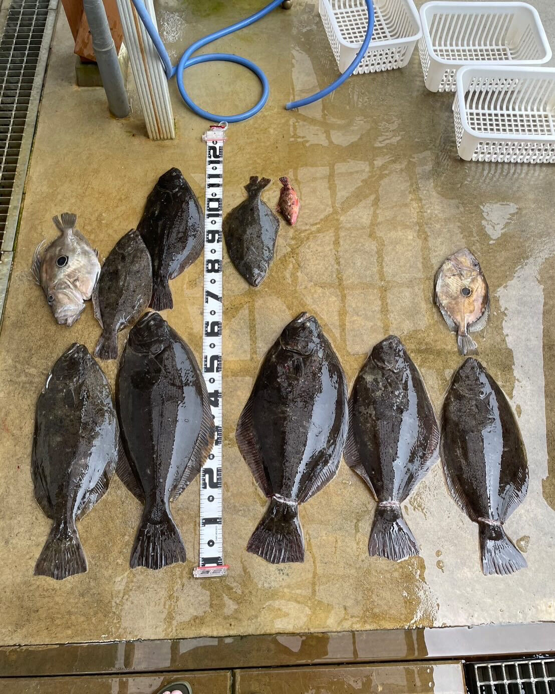 ベイブス釣り部🐟