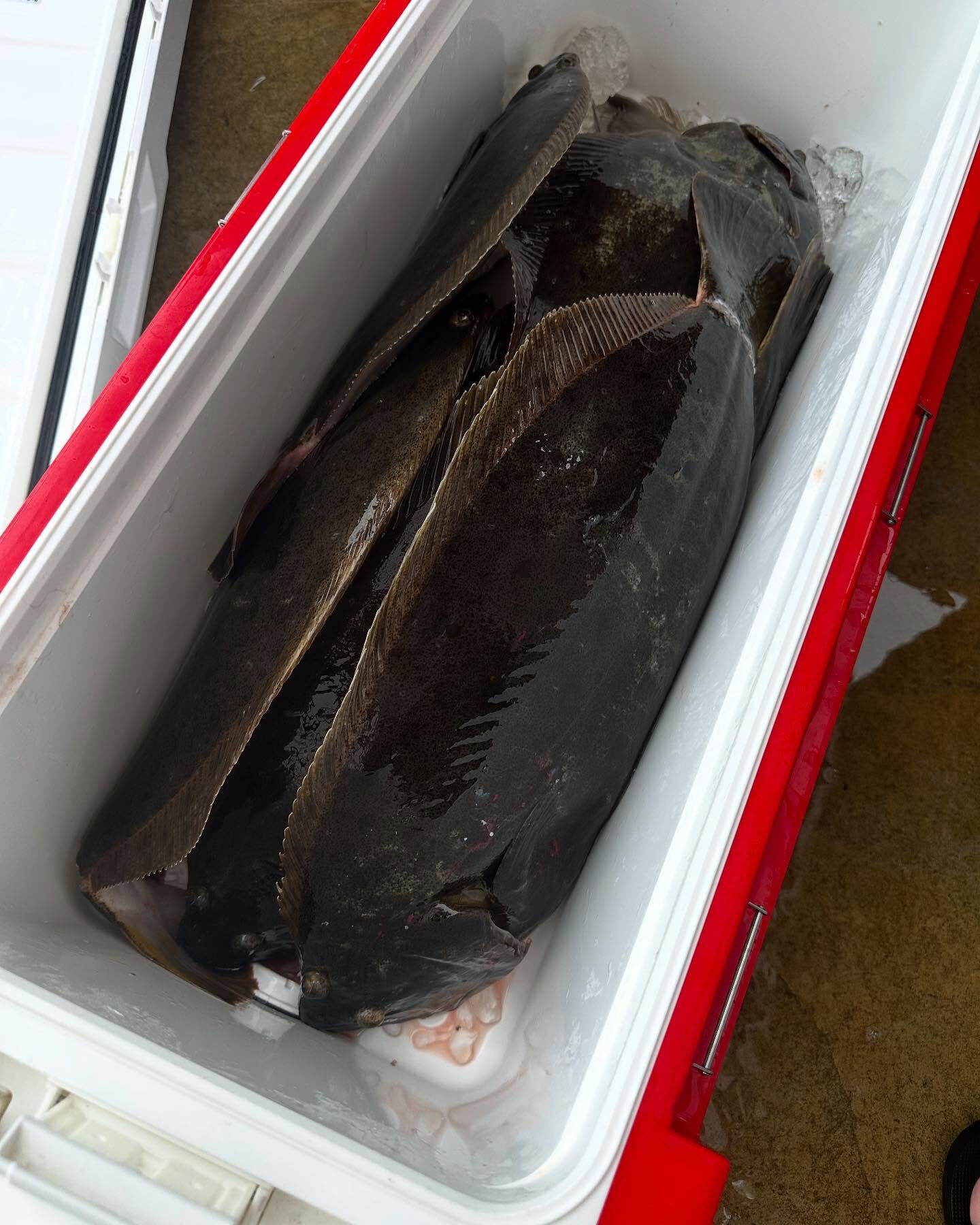 ベイブス釣り部🐟