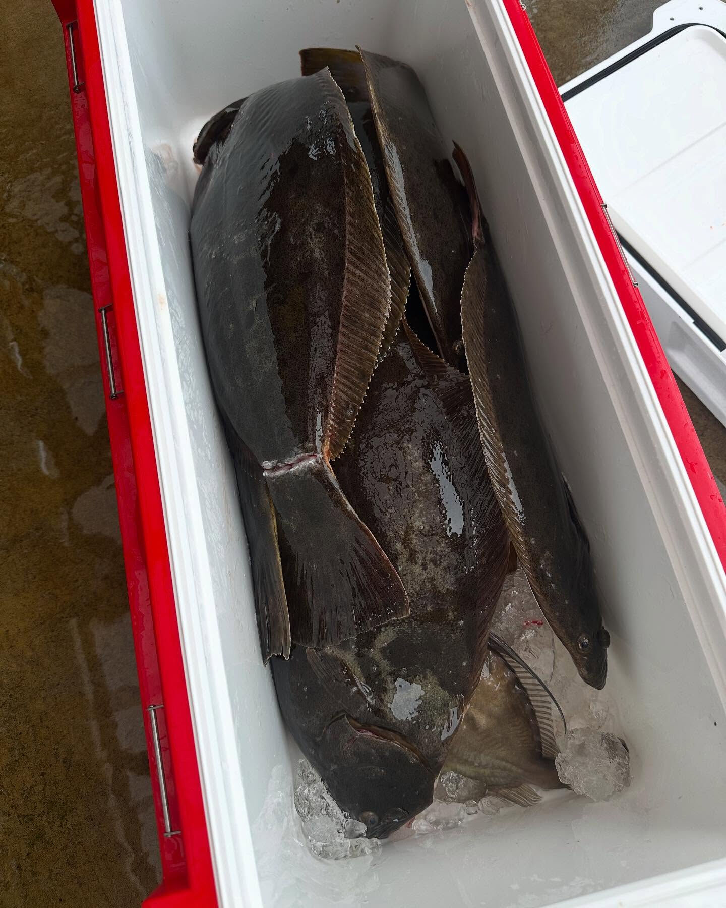 ベイブス釣り部🐟
