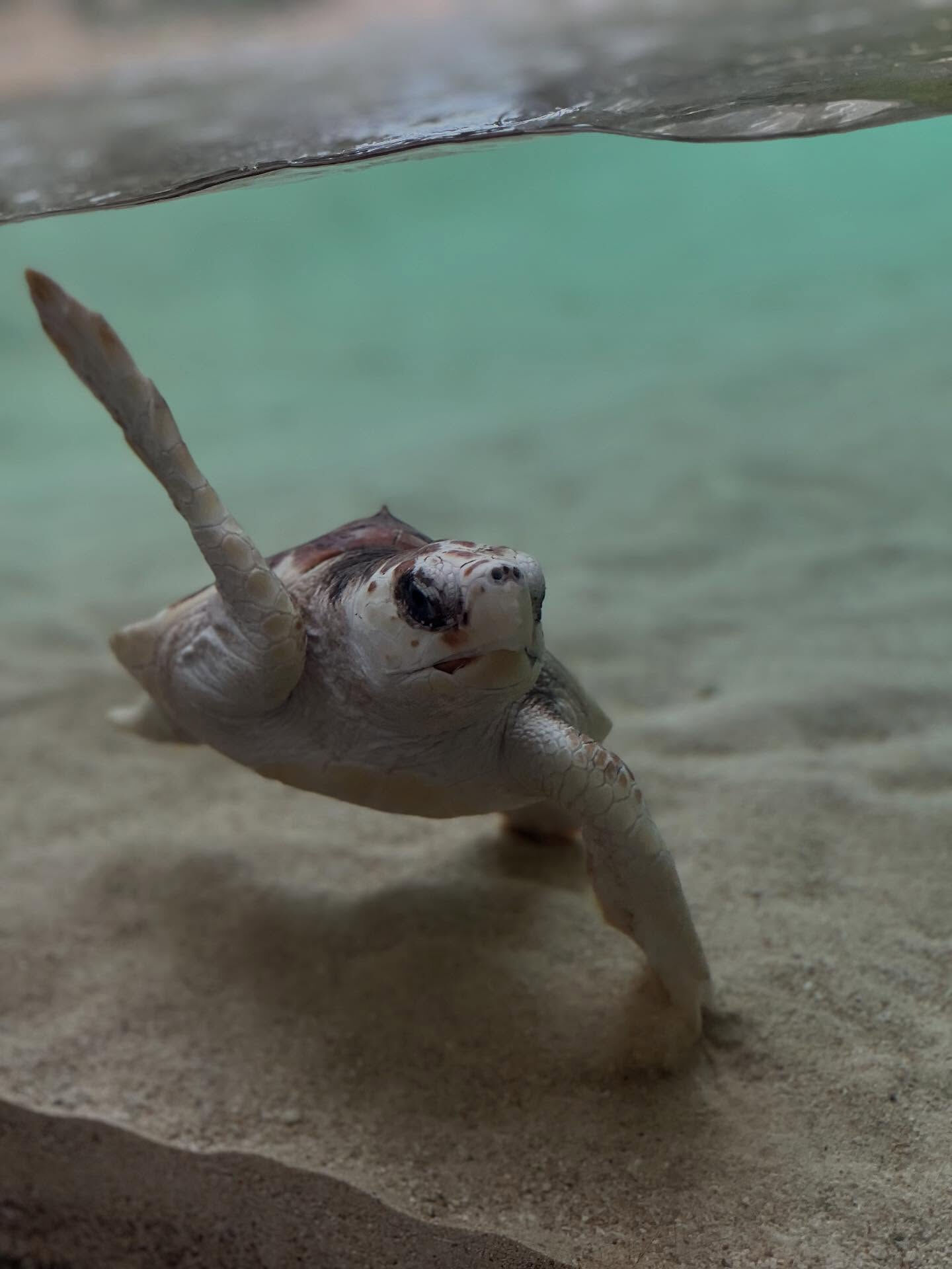 立派なウミガメになれよ