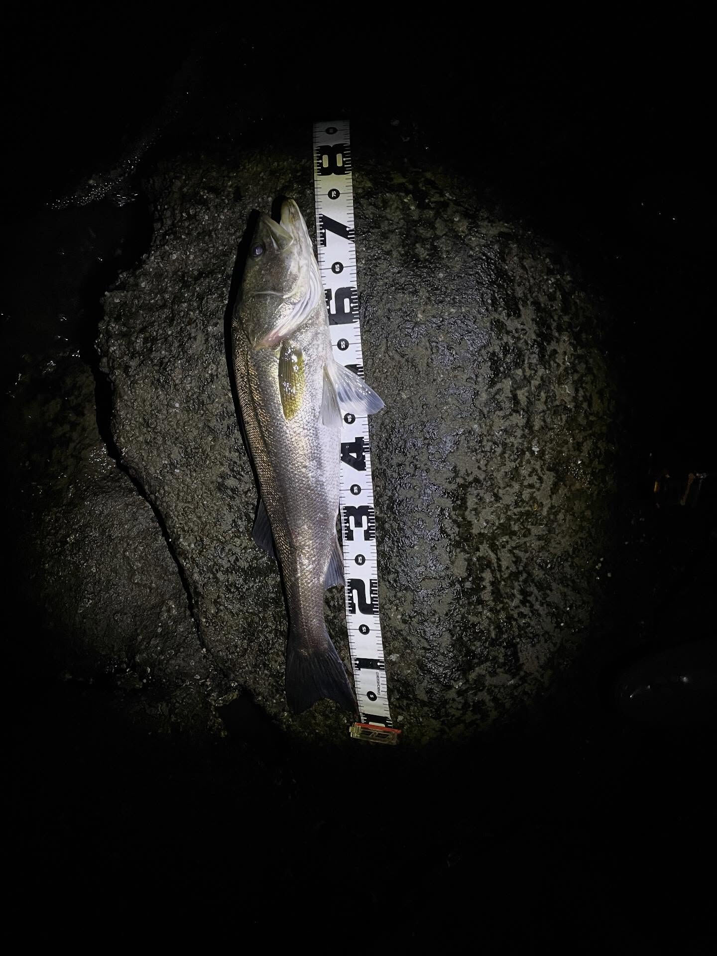 🌟 メンズスタイルの頂点に行くならここ！鎌ヶ谷でトップクラス